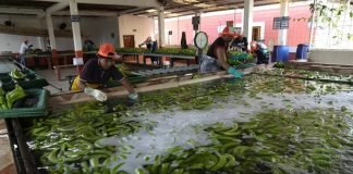 PLATANO Y COCAINA CONVERGEN EN ECUADOR