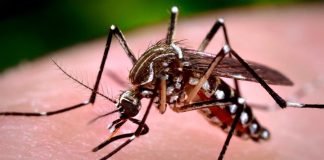 GOBIERNO DOMINICANO «SE PONE LAS PILAS» CONTRA EL DENGUE