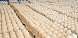GOBIERNO RD COMPRA HUEVOS QUE NO PUEDEN SER LLEVADOS A HAITI