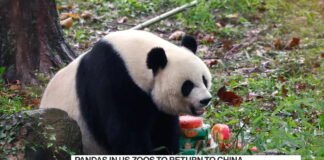 XI JINPING DICE CHINA ENVIARA PANDAS A ESTADOS UNIDOS
