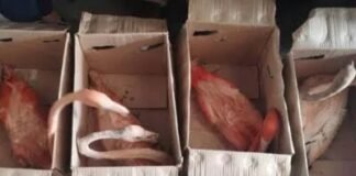 Medio Ambiente rescata guaraguaos y flamencos en operativos en Santiago y Santo Domingo