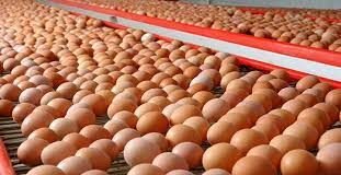 RD EXPORTA 50 MILLONES DE HUEVOS TODOS LOS MESES