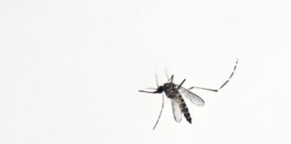Colombia declara el estado de emergencia por la fiebre amarilla