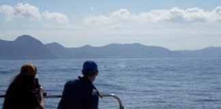 Ballenas causan sensación en las costas de Río de Janeiro