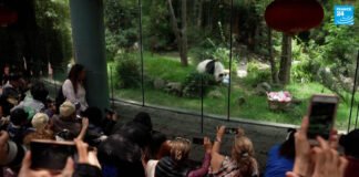 México celebra los 35 años del panda Xin Xin