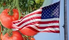 EE.UU. LE PONE PRECIO AL TOMATE MEXICANO