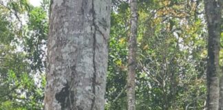 Ninoska Velazquez en ILUSIONES Y CEREPOESÍAS