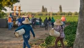 EE.UU.PIERDE 1.2 MILLONES DE TRABAJADORES INMIGRANTES EN 6 MESES