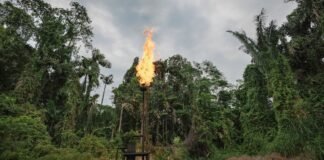 Ecuador y petróleo: un desafío para la democracia y la Amazonia | América Futura