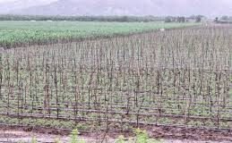 AGRICULTURA INUNDADA EN EL SUR DOMINICANO