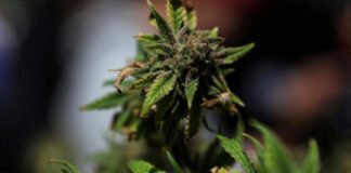 ¿Qué implica la orden ejecutiva de Trump de reclasificar la marihuana como droga menos peligrosa?