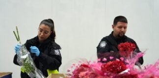 Un San Valentín muy colombiano: más de 1.300 millones de flores llegan a Estados Unidos desde el país sudamericano