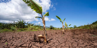 Las plantas huyen del cambio climático… pero ya no tienen dónde sobrevivir