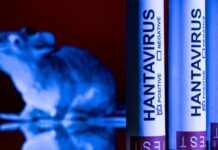 Hantavirus, ébola y covid: ¿por qué aumentan los virus que saltan de animales a humanos?