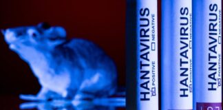 Hantavirus, ébola y covid: ¿por qué aumentan los virus que saltan de animales a humanos?