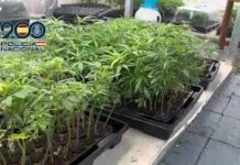De la Duarte a Cataluña (vía Lima): El millonario tour del pasaporte falso que terminó en un cantero de marihuana