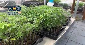 De la Duarte a Cataluña (vía Lima): El millonario tour del pasaporte falso que terminó en un cantero de marihuana