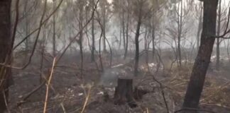 115.000 hectáreas arrasadas por los incendios forestales y más 200.000 evacuados en Francia