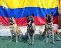 Colombia: héroes de cuatro patas apoyan búsqueda de sobrevivientes